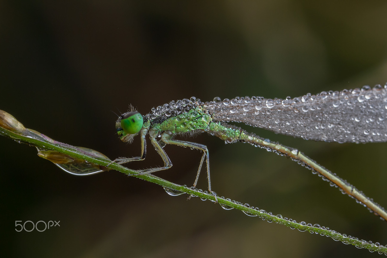 Canon EOS 7D + Canon MP-E 65mm F2.5 1-5x Macro Photo sample photo. 褐斑异痣蟌 photography