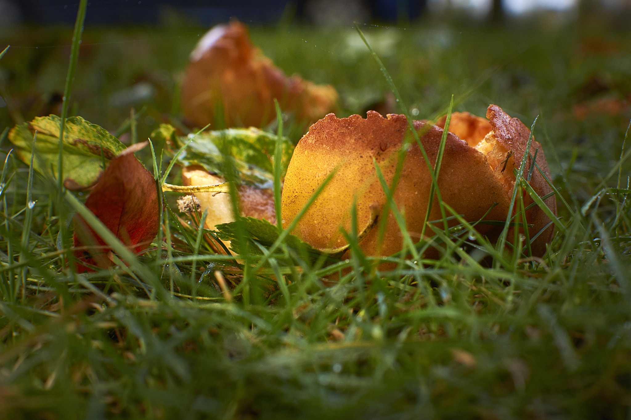 Sony DT 35mm F1.8 SAM sample photo. Dsc photography