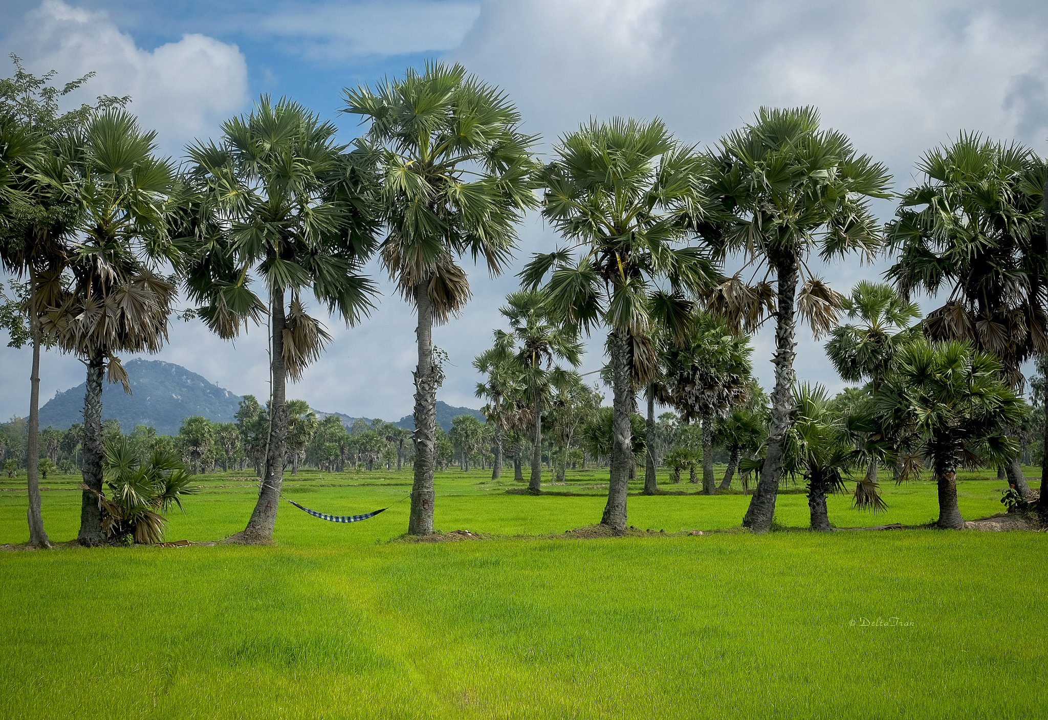 Fujifilm X-E2 + Fujifilm XC 50-230mm F4.5-6.7 OIS sample photo. An giang province - viet nam photography