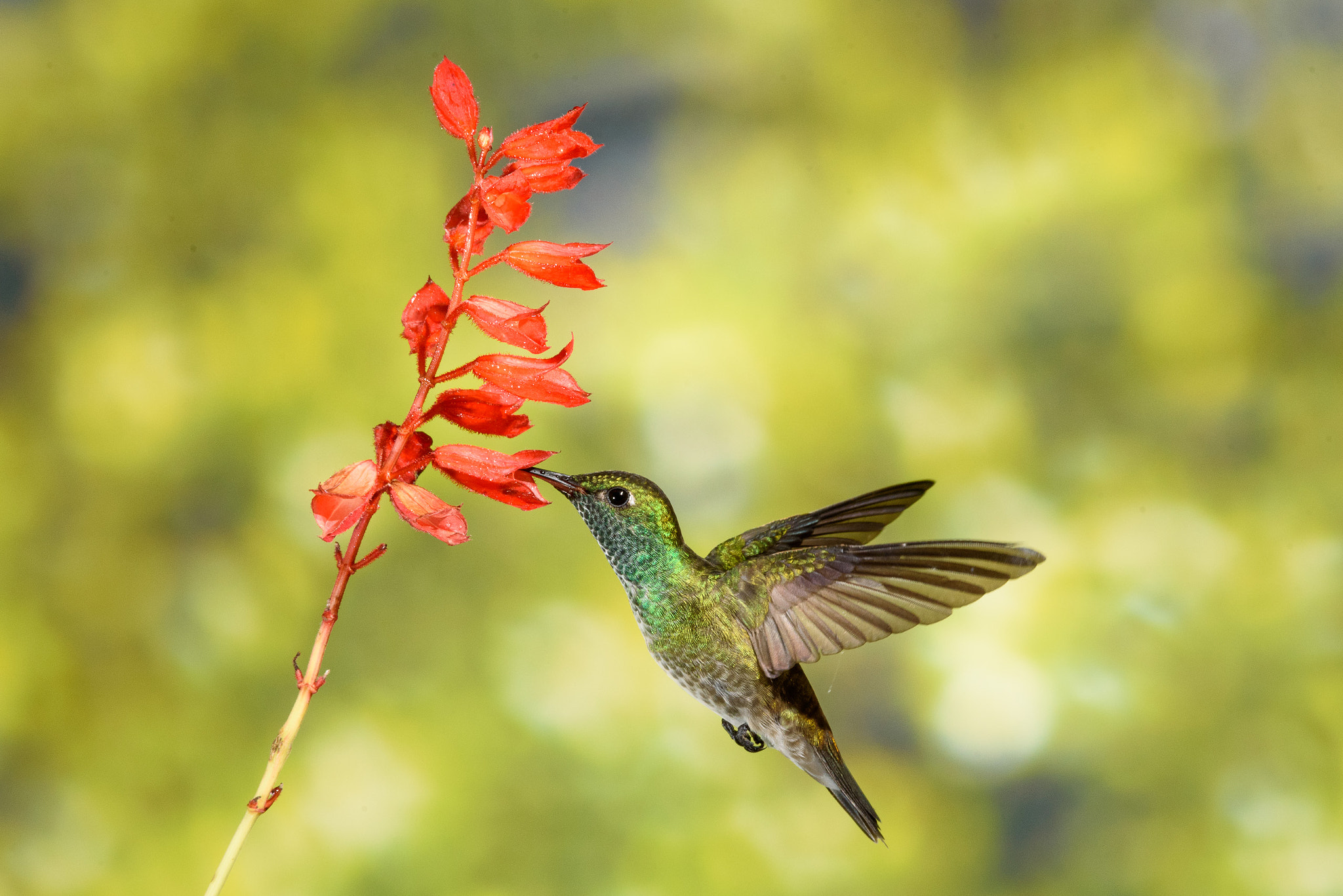 Sigma 150-500mm F5-6.3 DG OS HSM sample photo. Hummingbird #1 photography