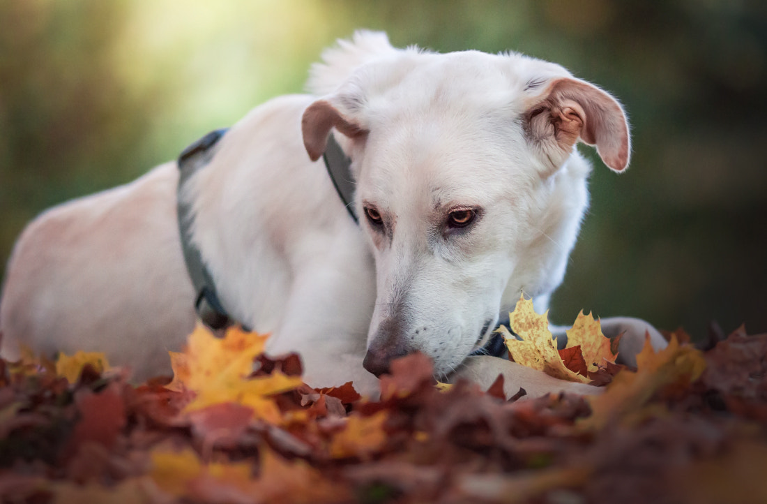 Canon EOS 700D (EOS Rebel T5i / EOS Kiss X7i) + Canon EF 135mm F2L USM sample photo. A bed of leaves photography