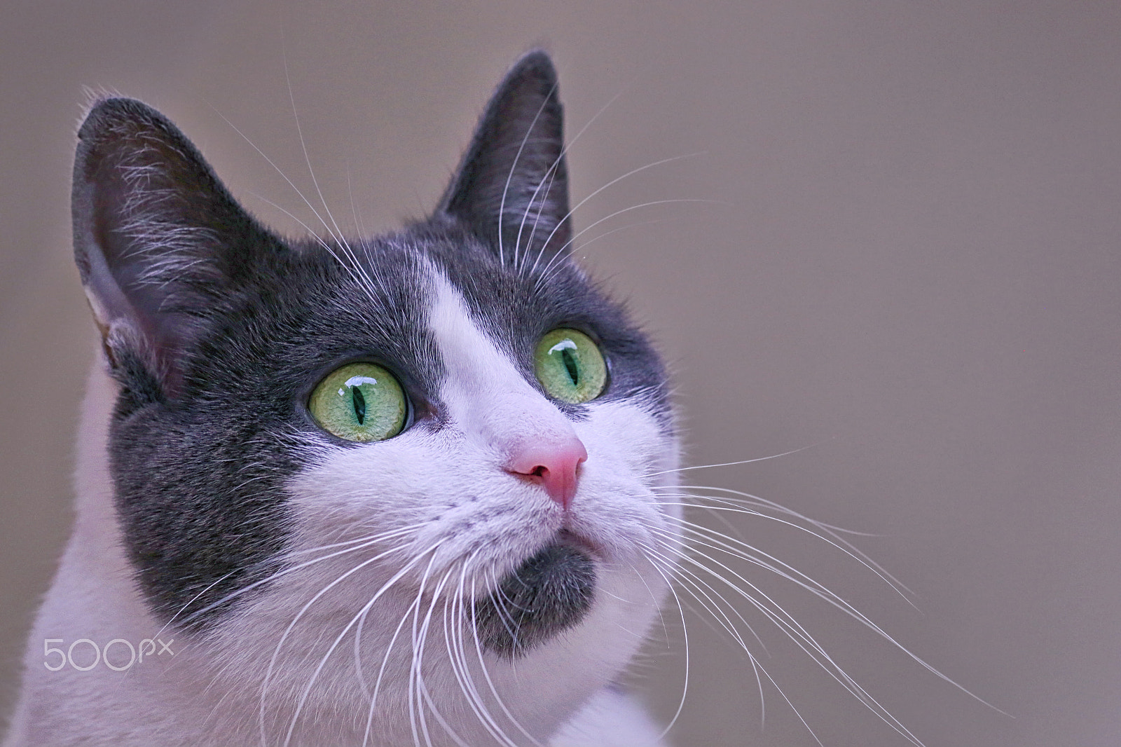 Canon EF 100mm F2.8 Macro USM sample photo. Cat photography