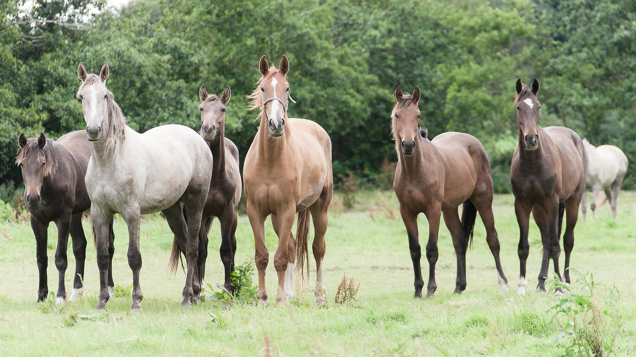 Canon EOS-1Ds Mark III sample photo. Young horses at firgrove stud, co. cork, ireland photography