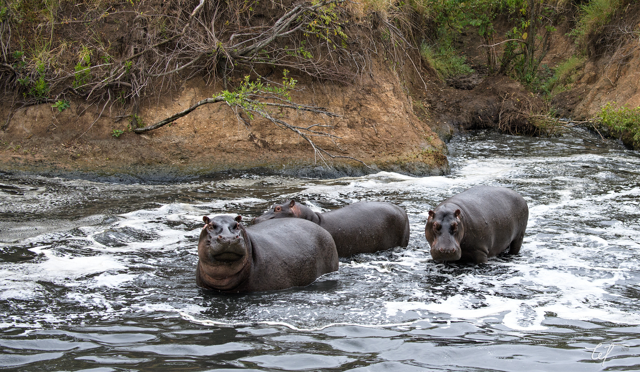 Nikon D5 sample photo. The rest of the hippo gang photography