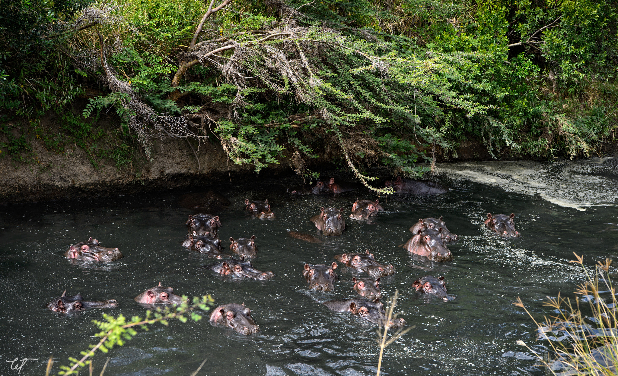 Nikon AF-S Nikkor 24-70mm F2.8E ED VR sample photo. Surprised hippos! photography
