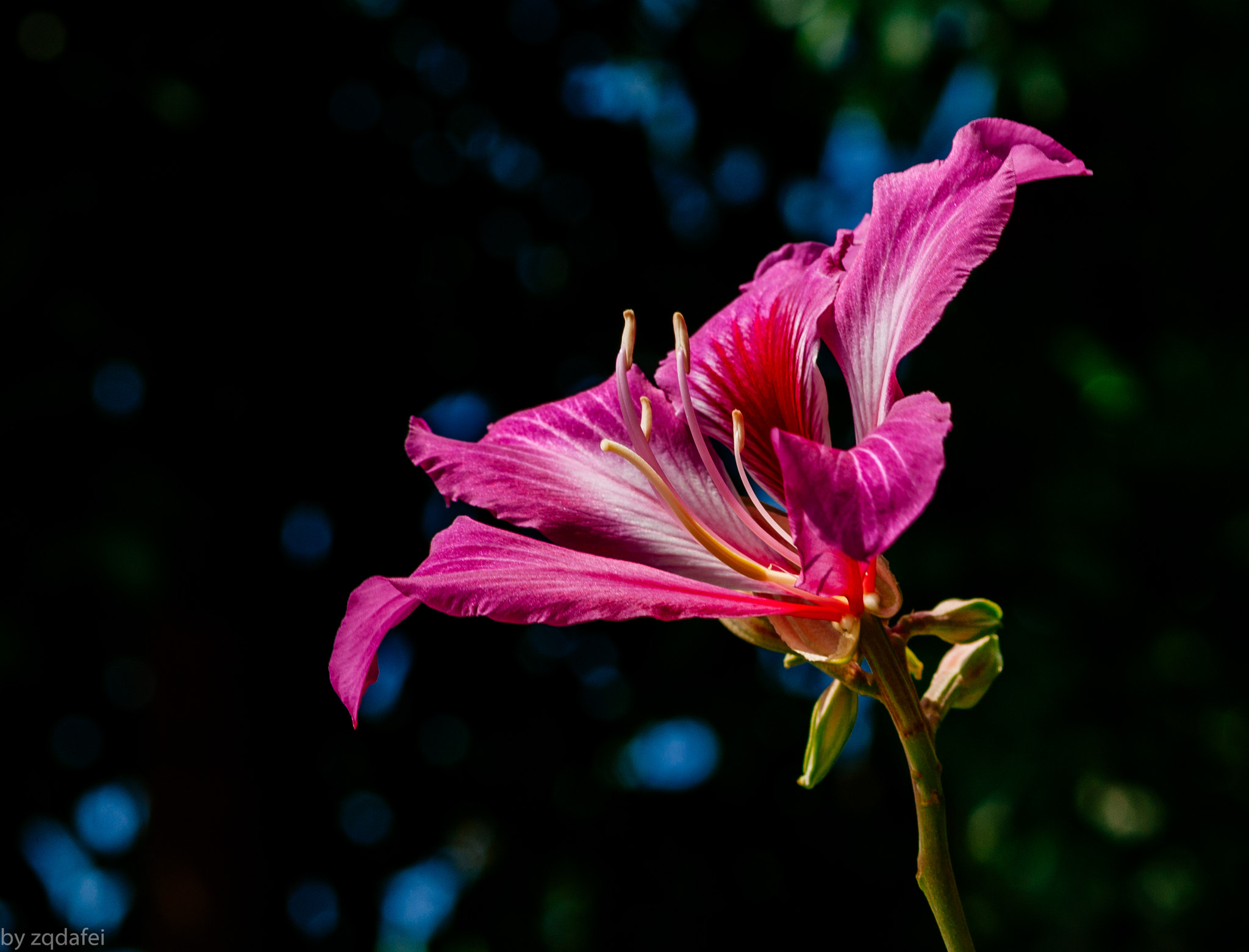 Pentax K10D + smc PENTAX-FA Macro 100mm F2.8 sample photo. Ant&flower photography