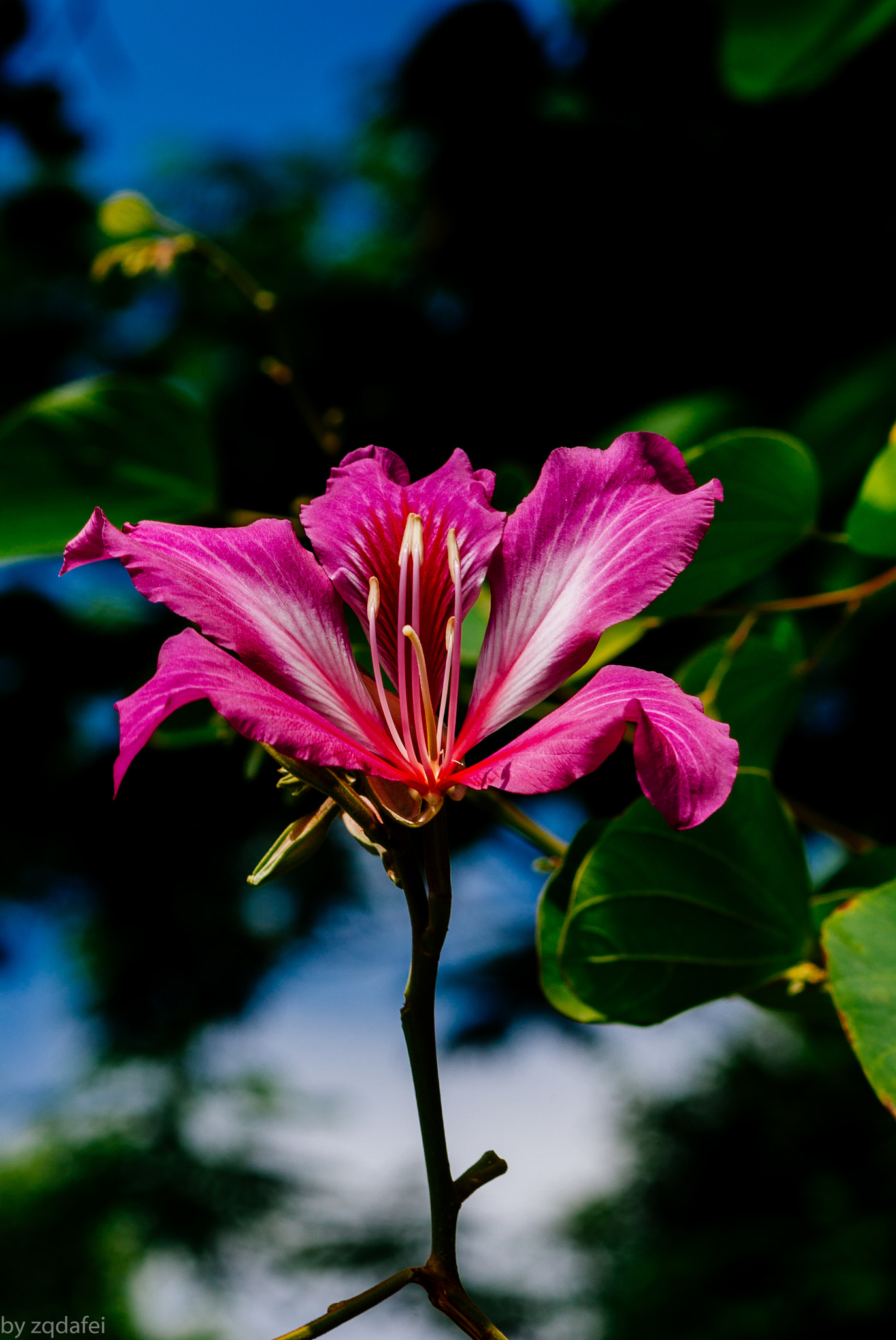 Pentax K10D sample photo. Ant&flower photography