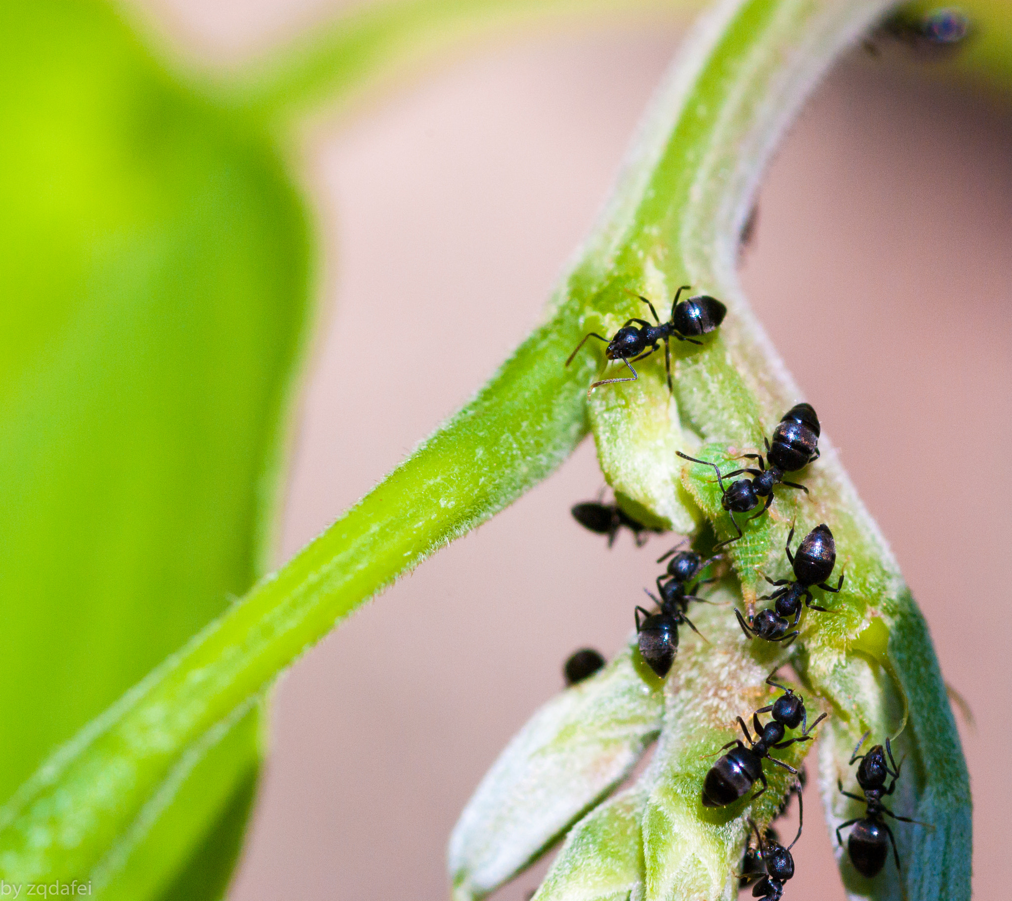 Pentax K10D sample photo. Ant&flower photography