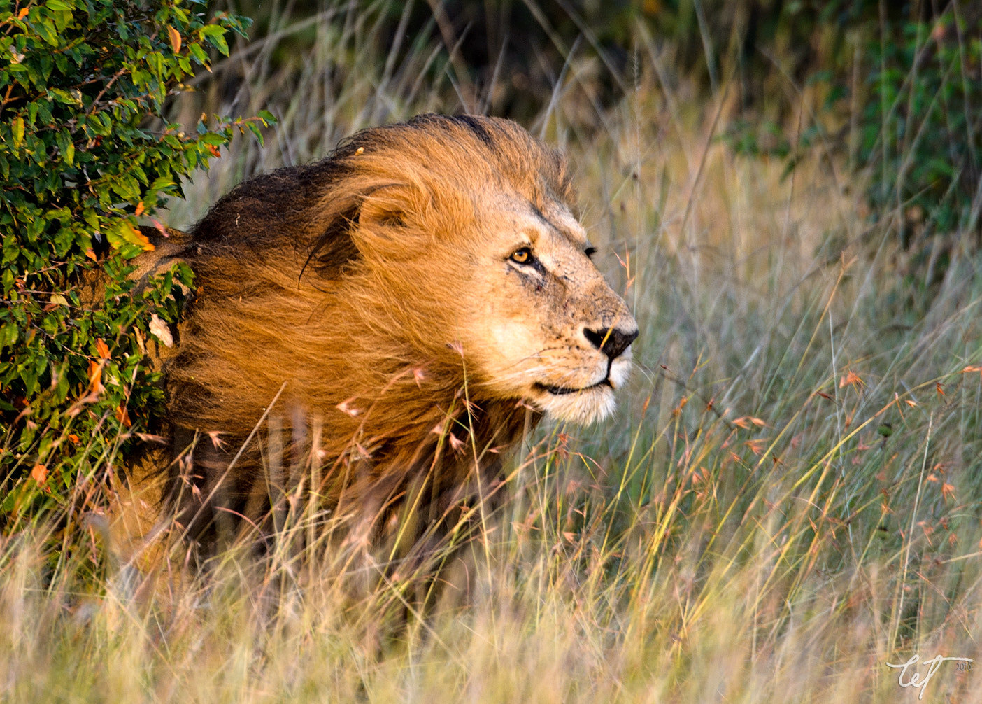 Nikon D4 sample photo. Perfect mane photography