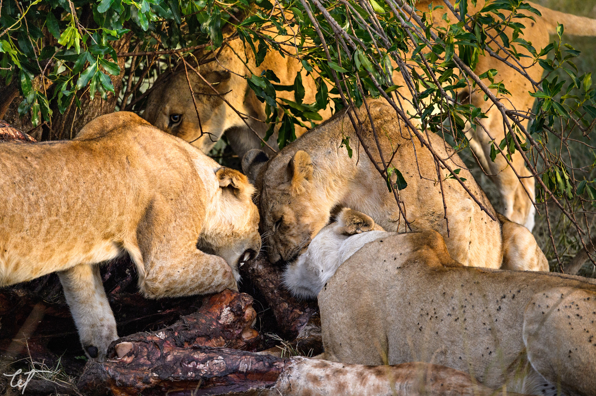 Nikon D4 sample photo. Feast of the pride photography