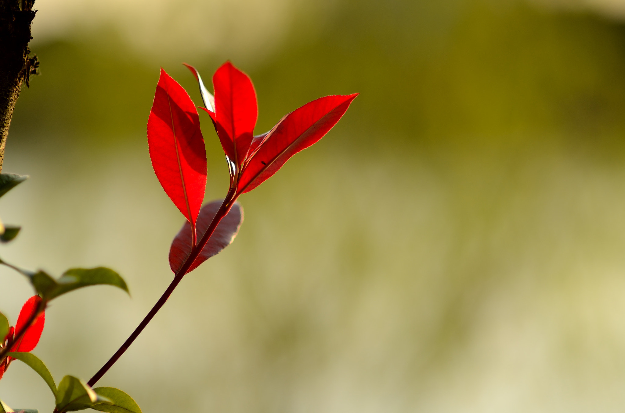 Nikon AF Nikkor 85mm F1.4D sample photo. 秋韵 photography