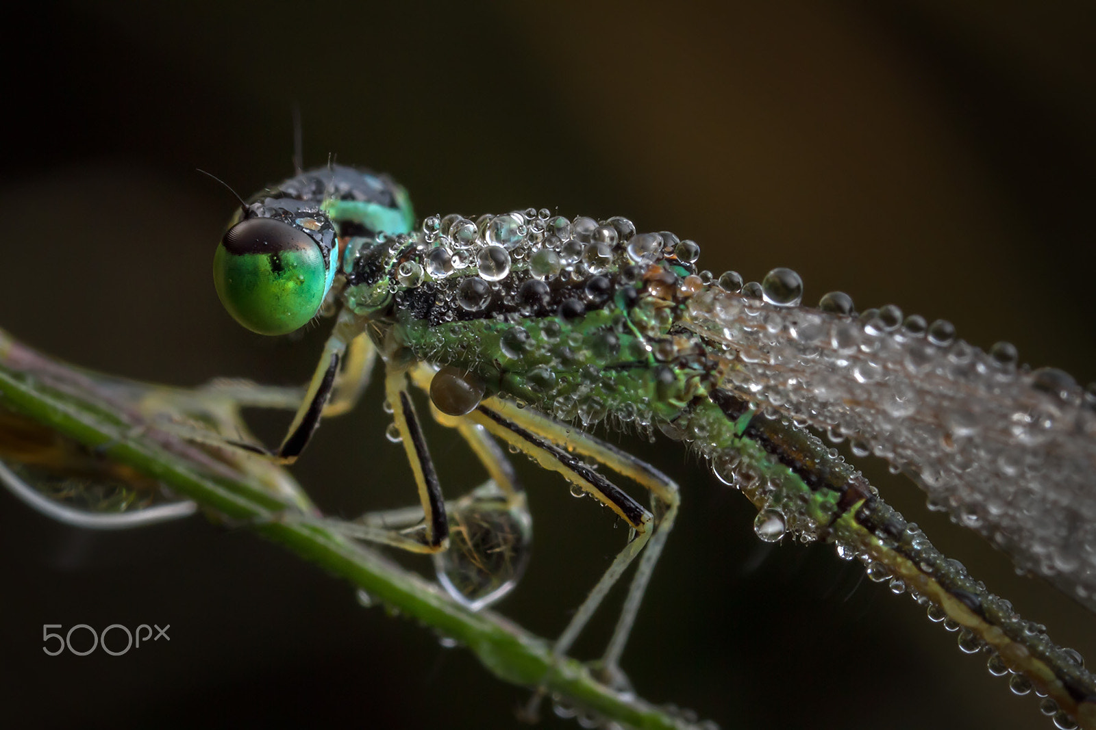 Canon MP-E 65mm F2.5 1-5x Macro Photo sample photo. 满身晨露的豆娘 photography
