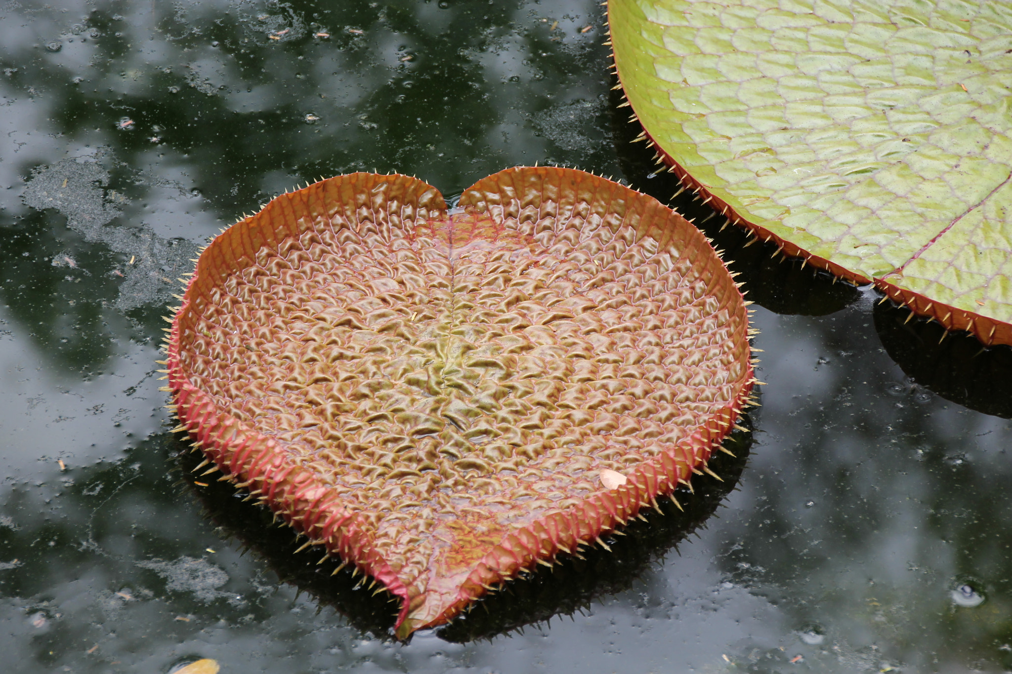 Sigma 18-250mm F3.5-6.3 DC OS HSM sample photo. Water lily love photography