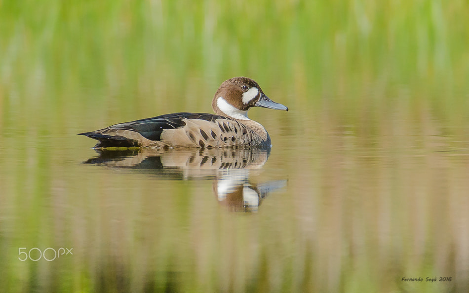 Sigma 50-500mm F4.5-6.3 DG OS HSM sample photo. Spectacled duck photography