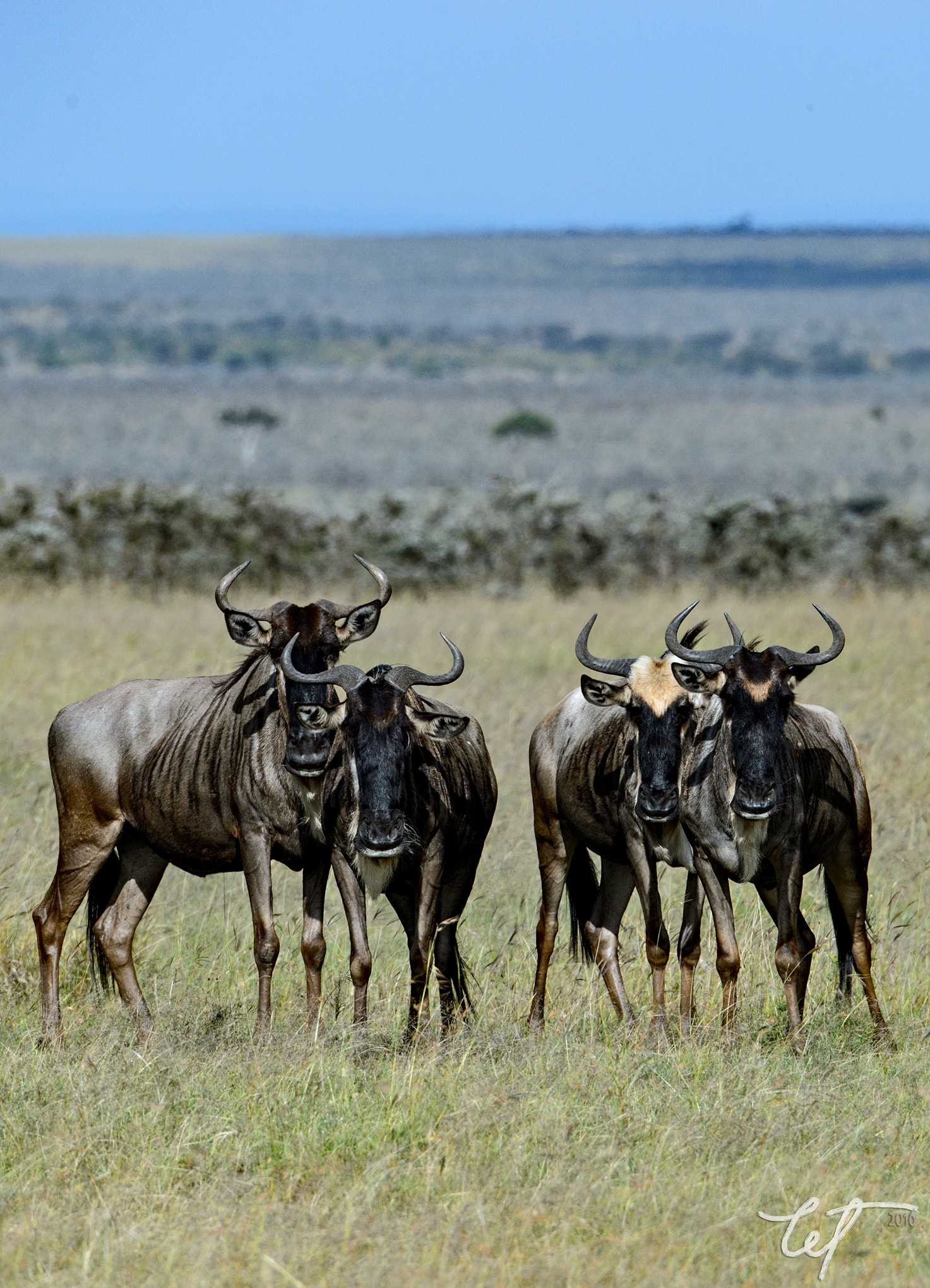 Nikon D4 sample photo. Wildebeest photography