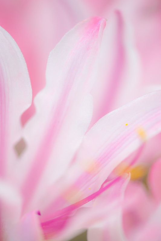 Canon EF 180mm F3.5L Macro USM sample photo. Petal photography
