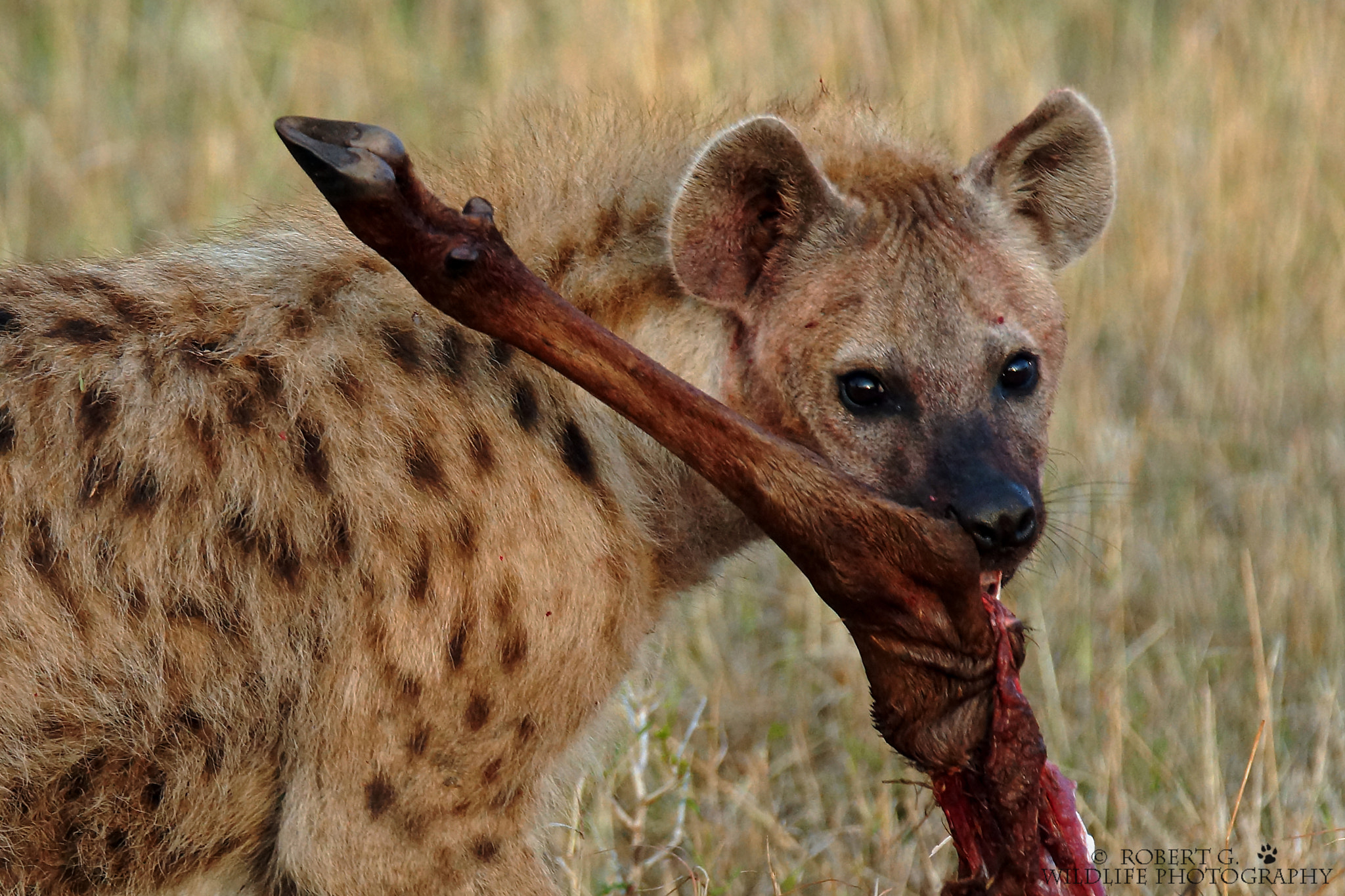 Sony SLT-A77 + Tamron SP 150-600mm F5-6.3 Di VC USD sample photo. Eating hyena  masai mara 2016 photography