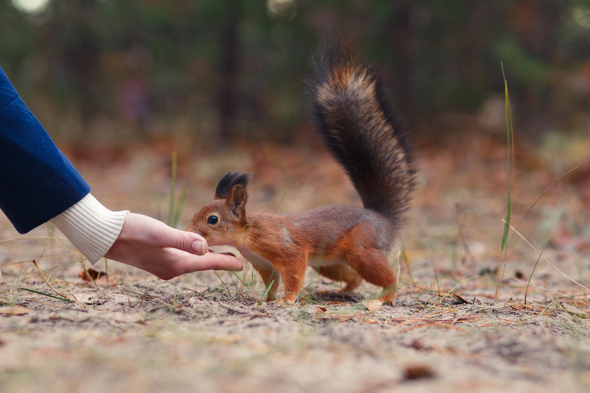 Canon EF 135mm F2.8 SF sample photo. Hungry squirrel photography