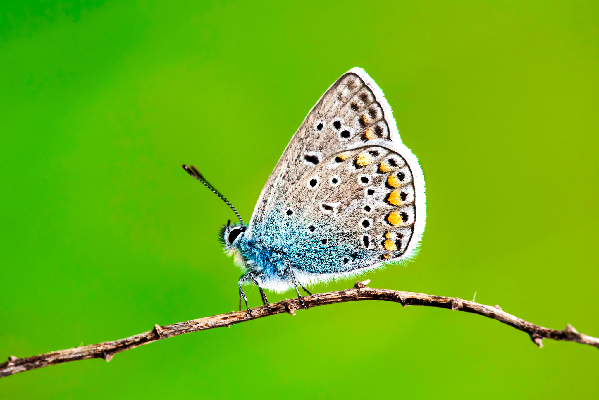 Sigma 150mm F2.8 EX DG Macro HSM sample photo. Natural photography