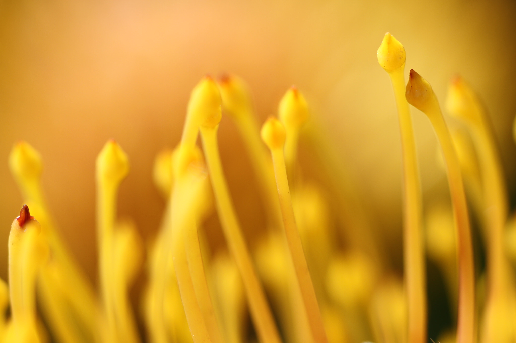 Canon EOS 7D sample photo. Protea macro photography