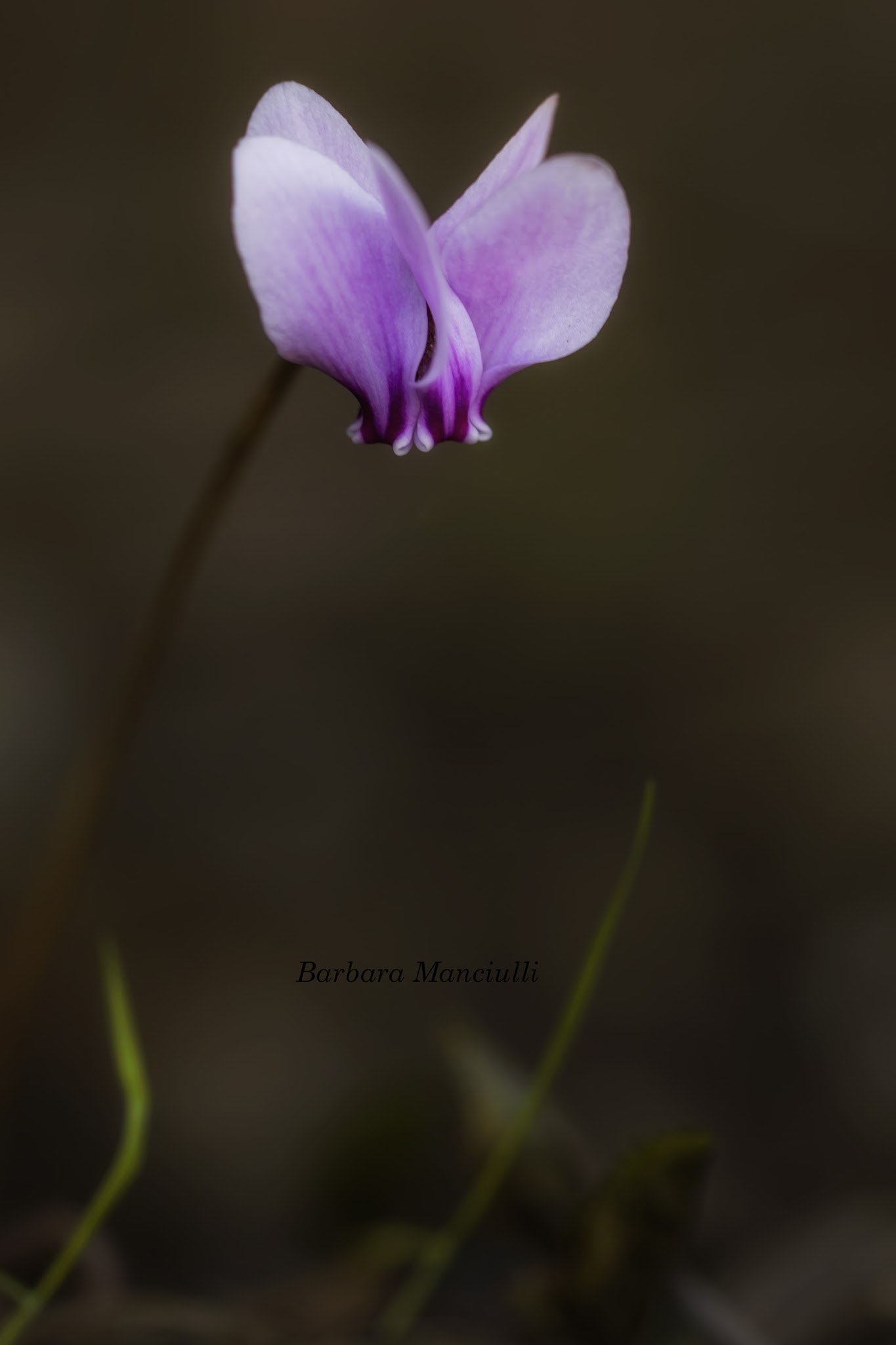 Sigma 150mm F2.8 EX DG OS Macro HSM sample photo. Il ciclamino photography