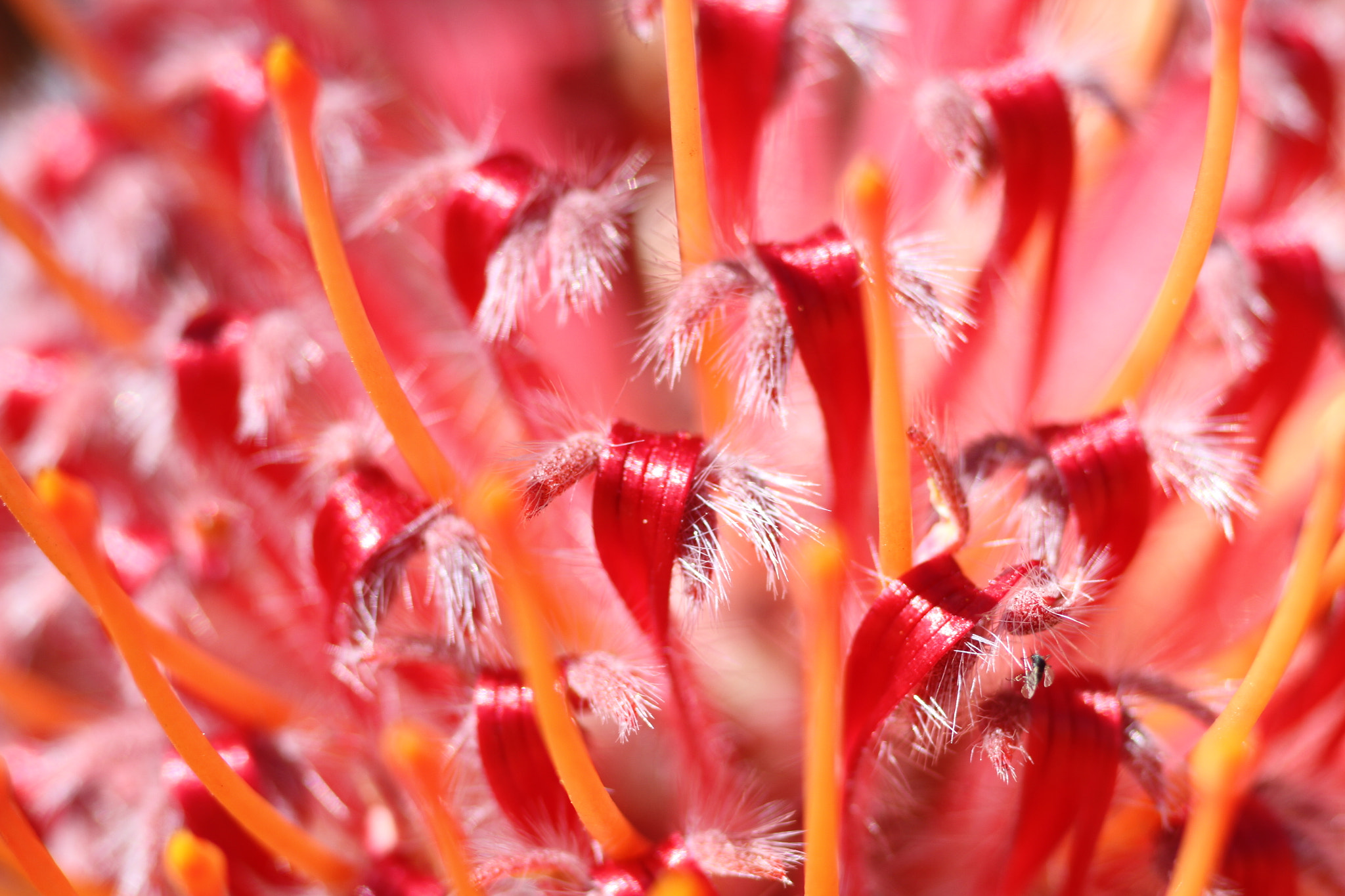 Tamron SP AF 90mm F2.8 Di Macro sample photo. Protea macro photography