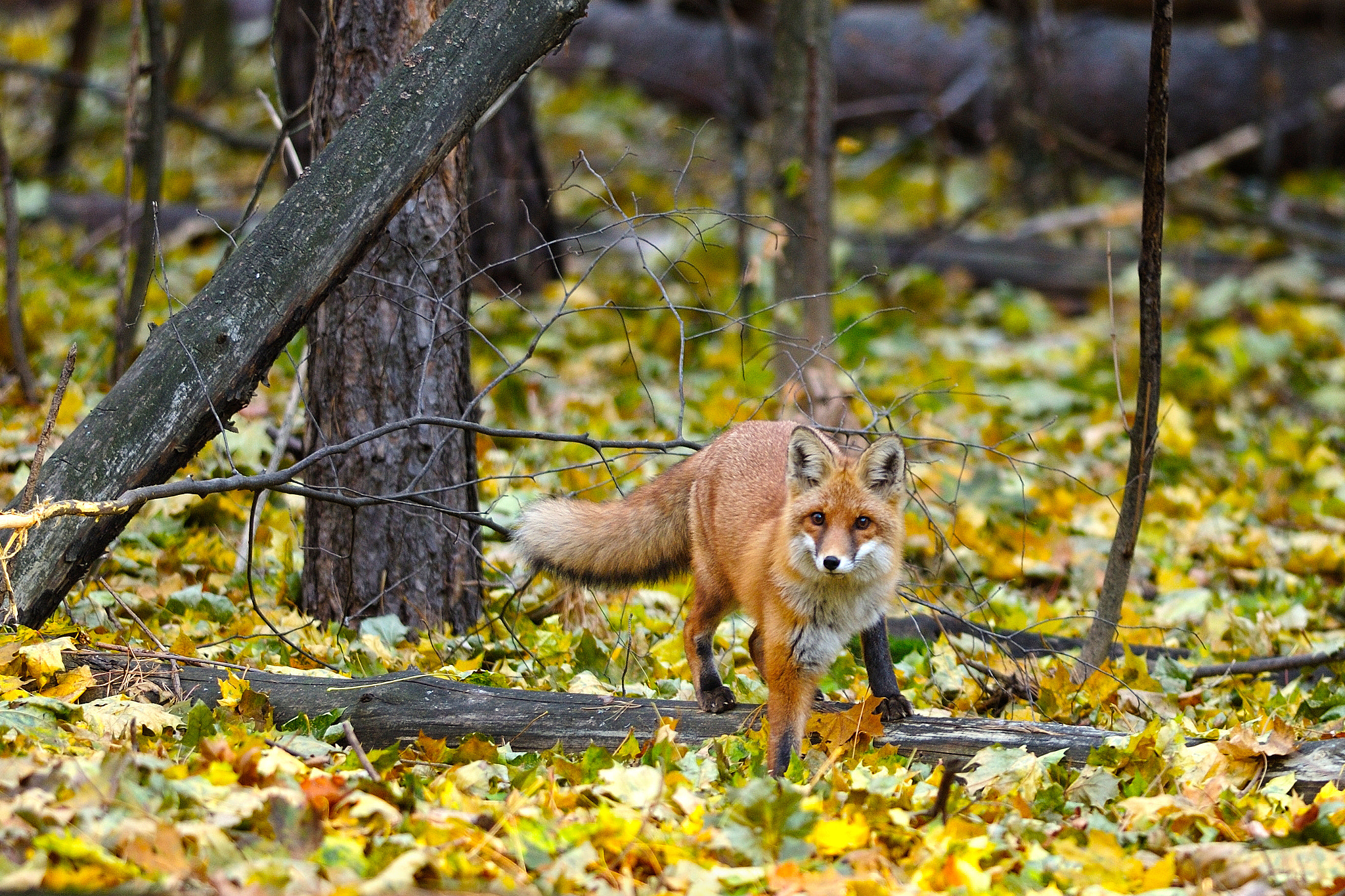 Nikon D300S + Nikon AF-S Nikkor 300mm F4D ED-IF sample photo. Red fox photography