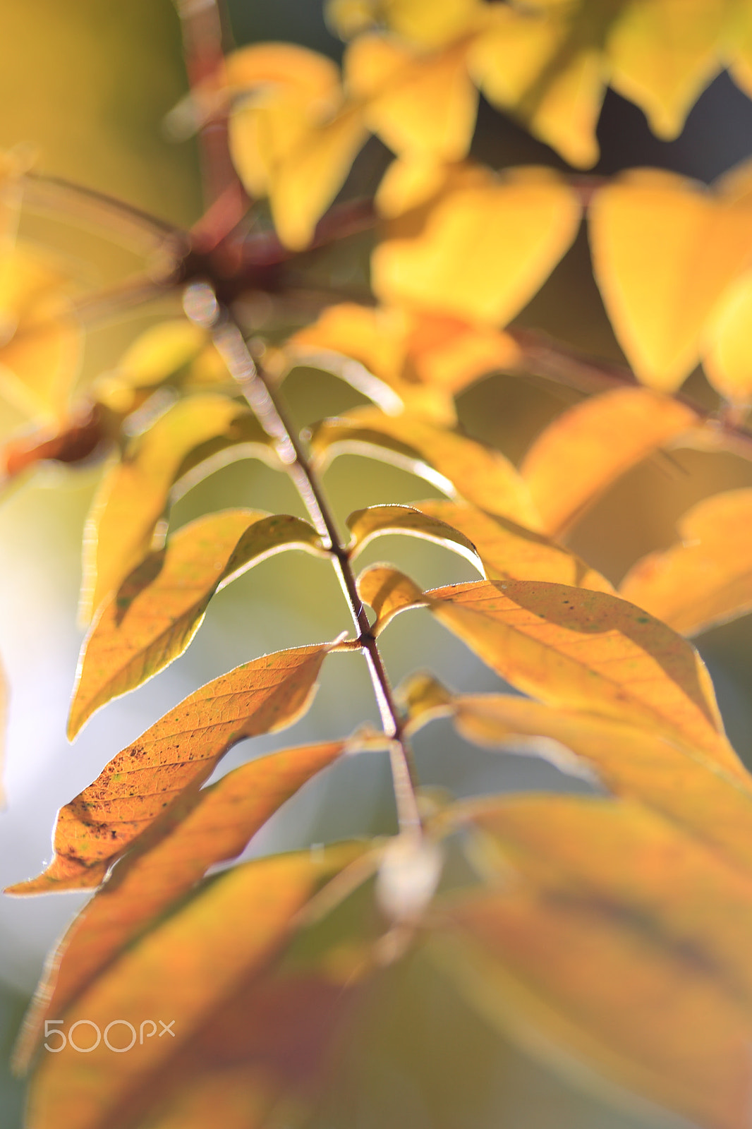 Canon EF 200mm f/2.8L sample photo. Leaf of autumn photography