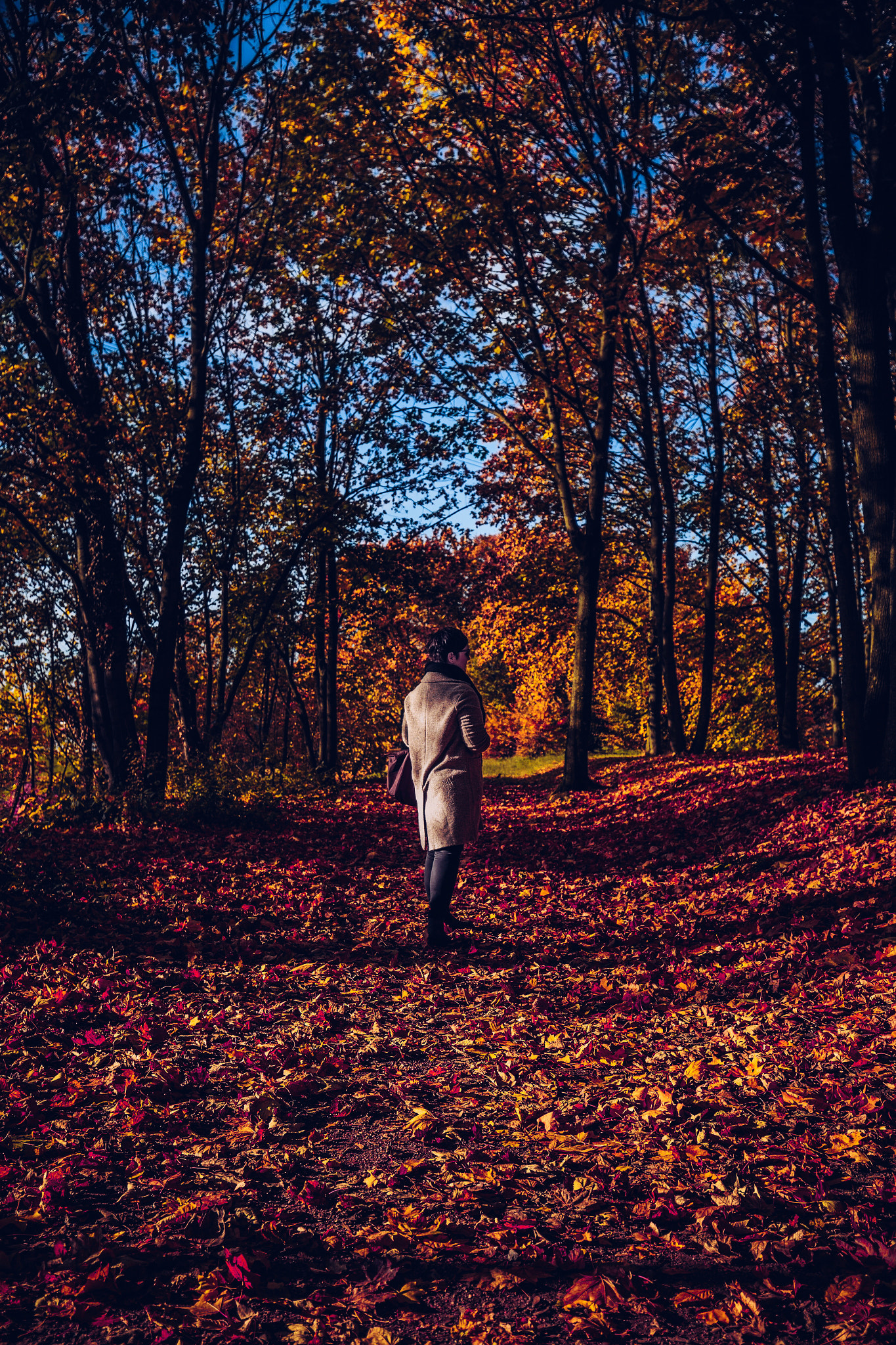 Canon EF 16-35mm F4L IS USM sample photo. Autumn photography