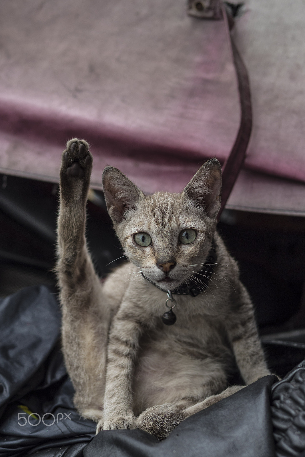 Panasonic Lumix DMC-GX8 + Panasonic Leica DG Summilux 25mm F1.4 II ASPH sample photo. Hi hitler cat photography