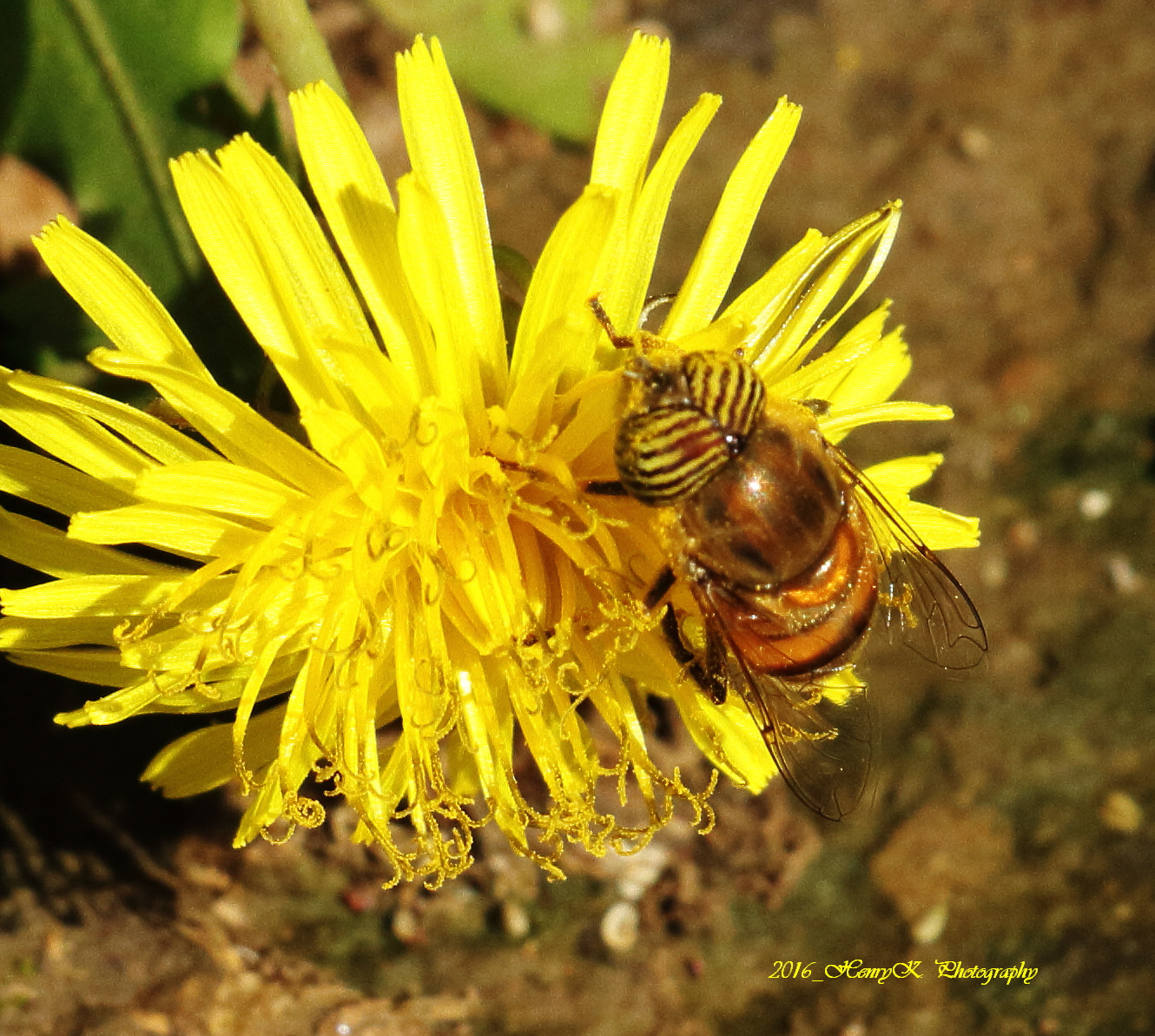 Canon EOS 7D sample photo. Hooving hoverfly photography
