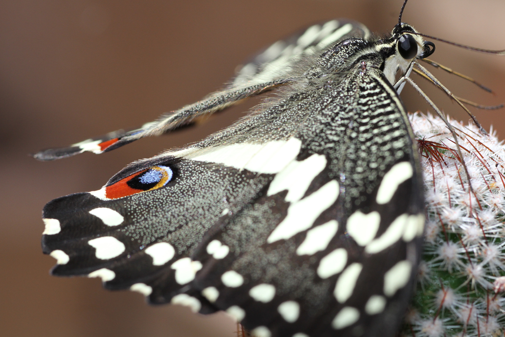 Tamron SP AF 90mm F2.8 Di Macro sample photo. Butterfly macro photography