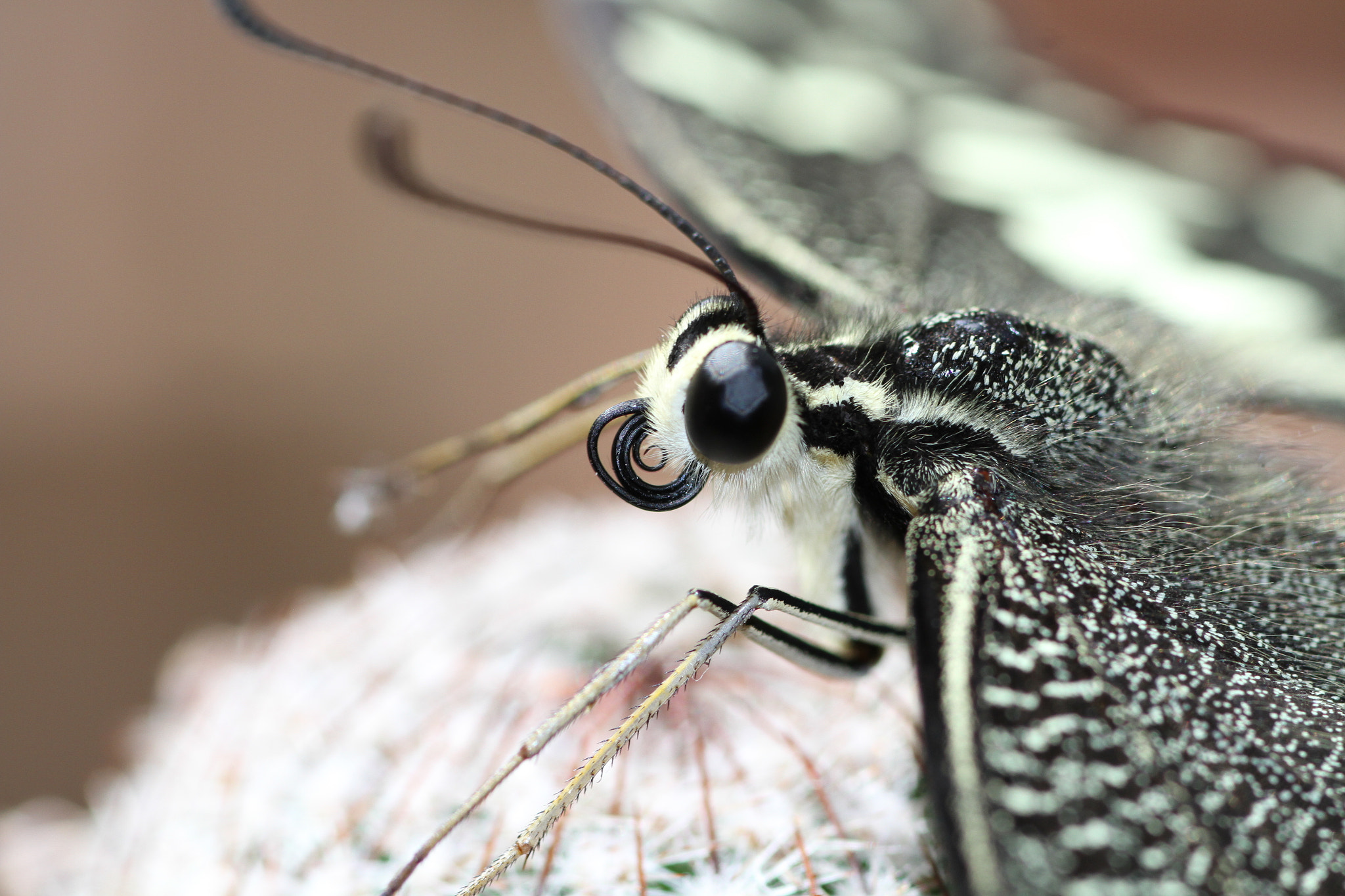 Canon EOS 7D + Tamron SP AF 90mm F2.8 Di Macro sample photo. Butterfly macro photography