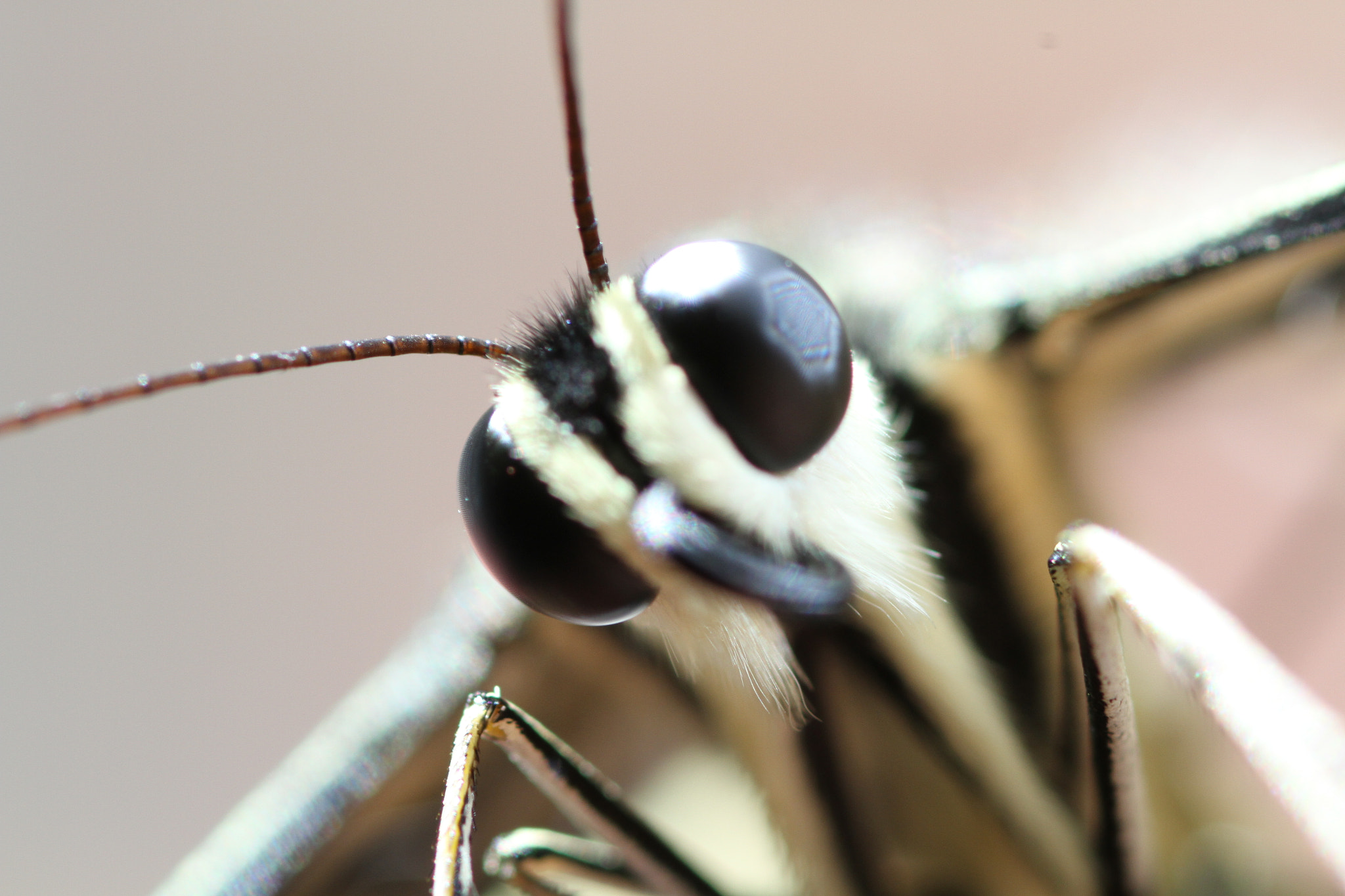 Canon EOS 7D + Tamron SP AF 90mm F2.8 Di Macro sample photo. Butterfly macro085.jpg photography