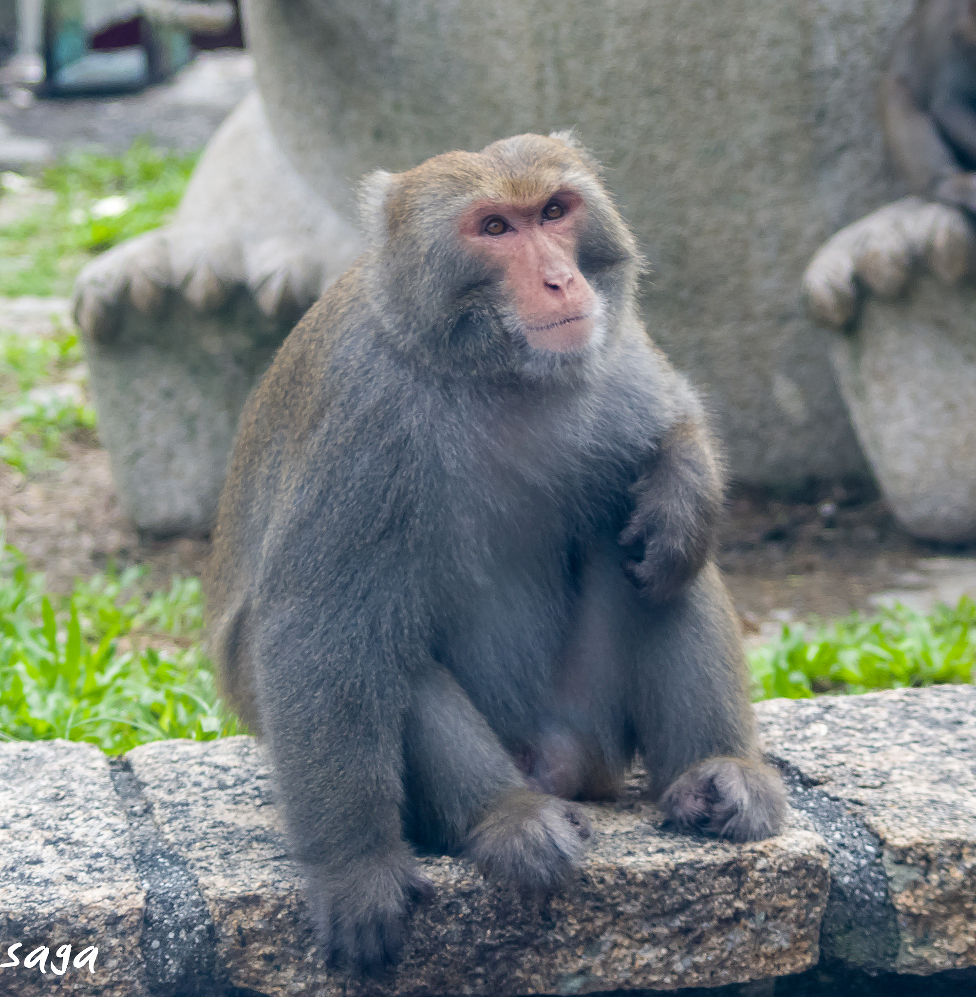 smc PENTAX-DA L 55-300mm F4-5.8 ED sample photo. Monkey photography