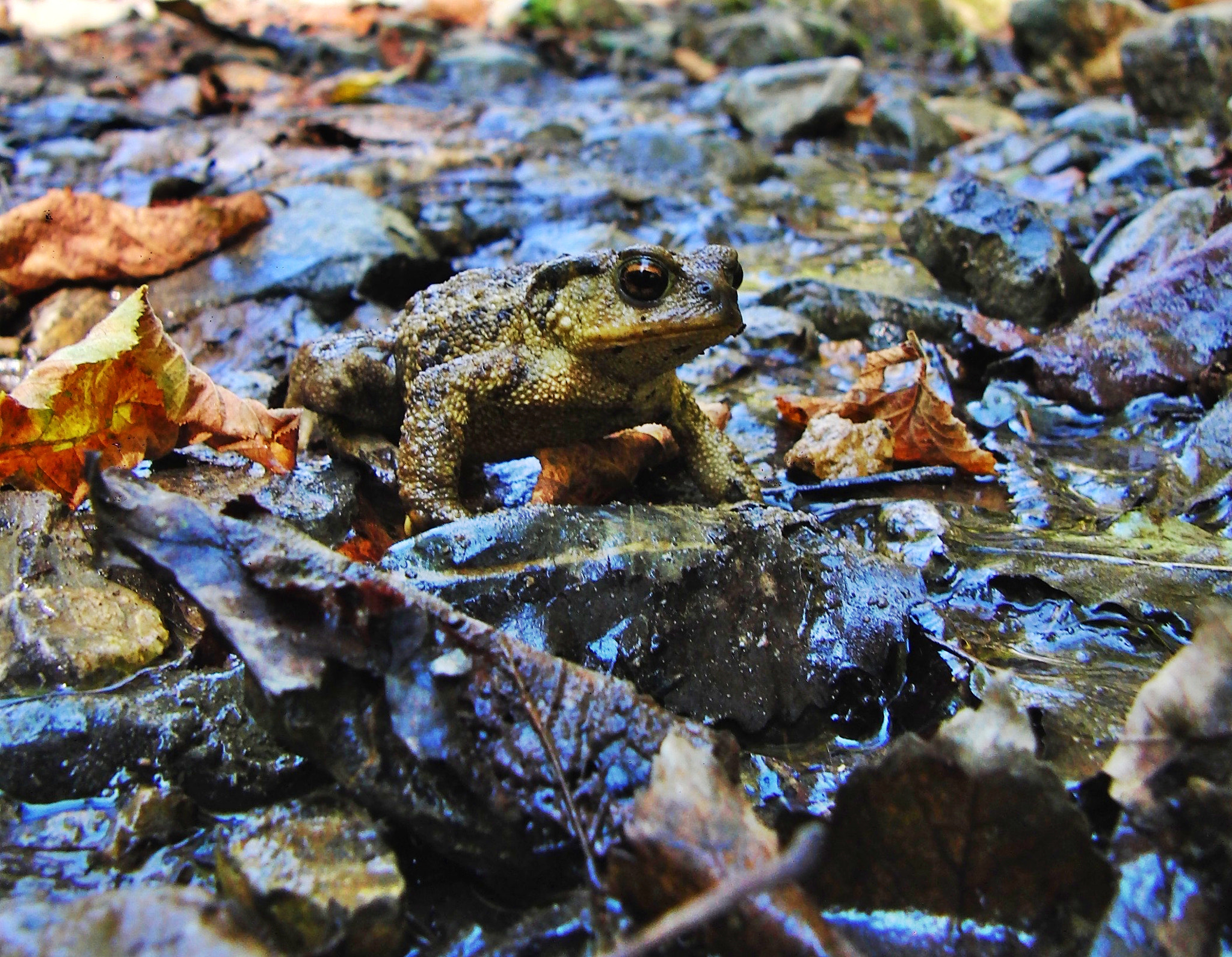 CASIO EX-F1 sample photo. Postura de sapo photography
