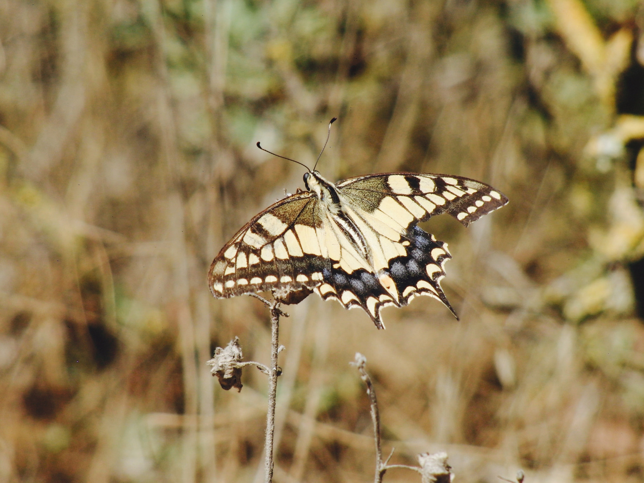 CASIO EX-F1 sample photo. Vuelo de mariposa photography
