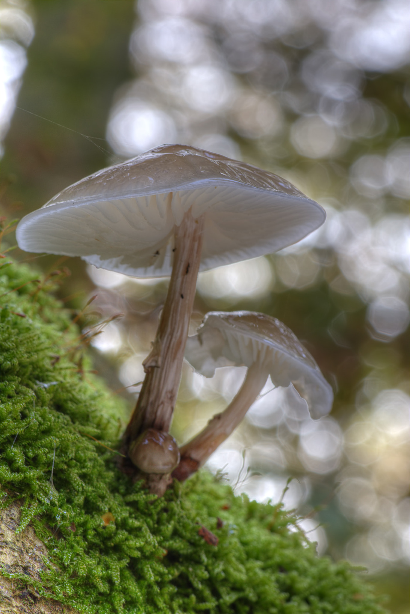 Canon EF 100mm F2.8L Macro IS USM sample photo. Little fungus standing tall photography