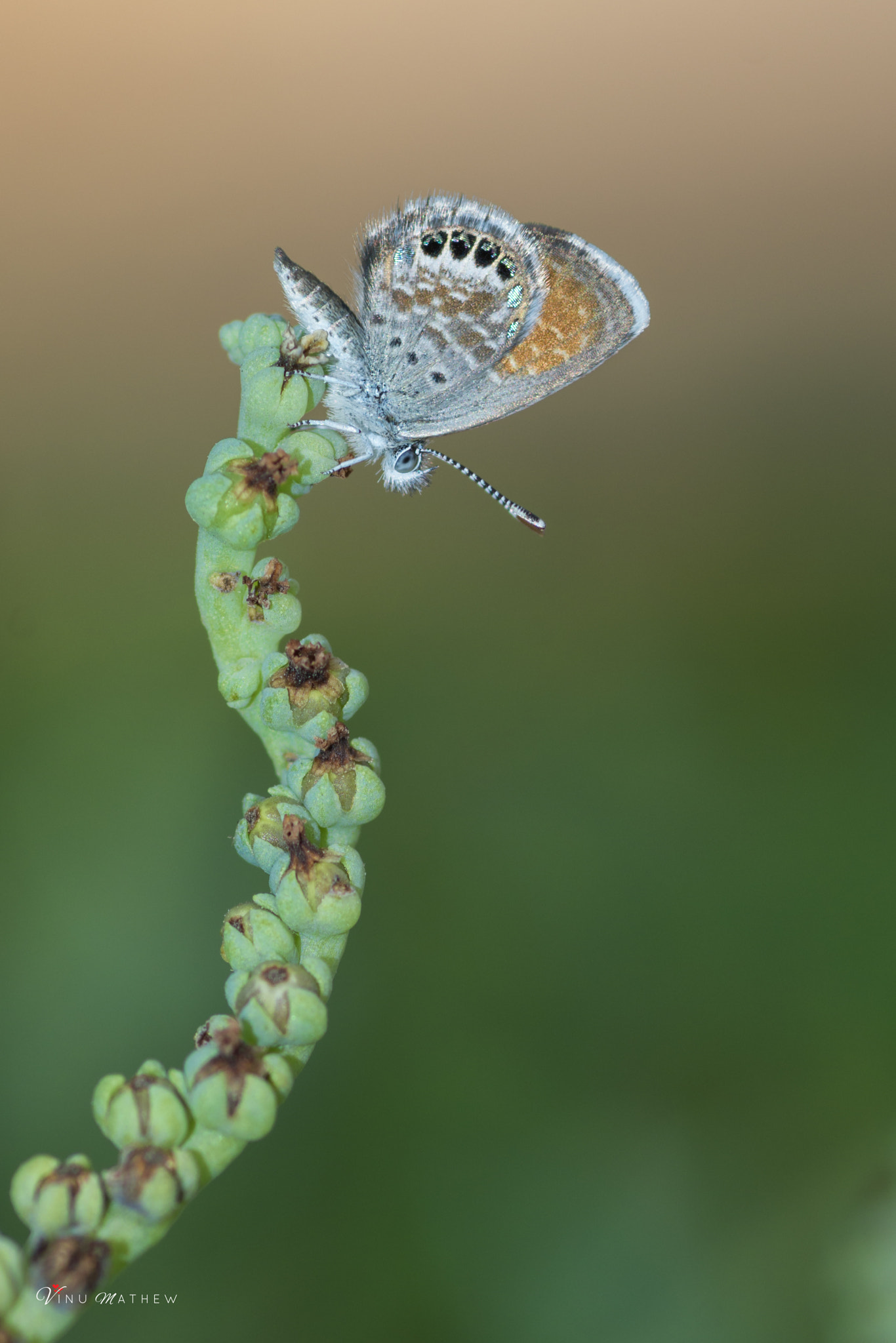 Tokina AT-X Pro 100mm F2.8 Macro sample photo. Western pygmy blue - world's smallest butterfly photography