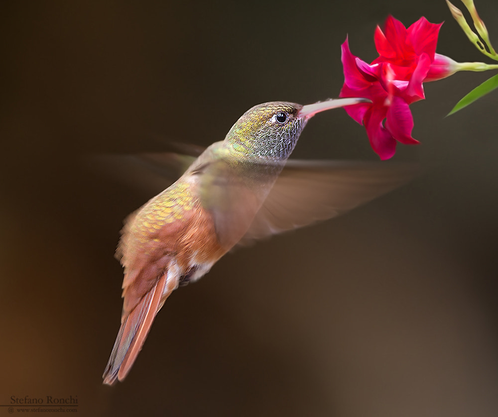Canon EF 300mm F2.8L IS USM sample photo. Fly photography
