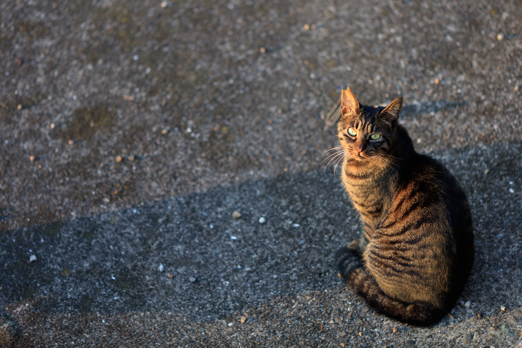 Canon EOS 5DS + Canon EF 135mm F2L USM sample photo. Cat photography