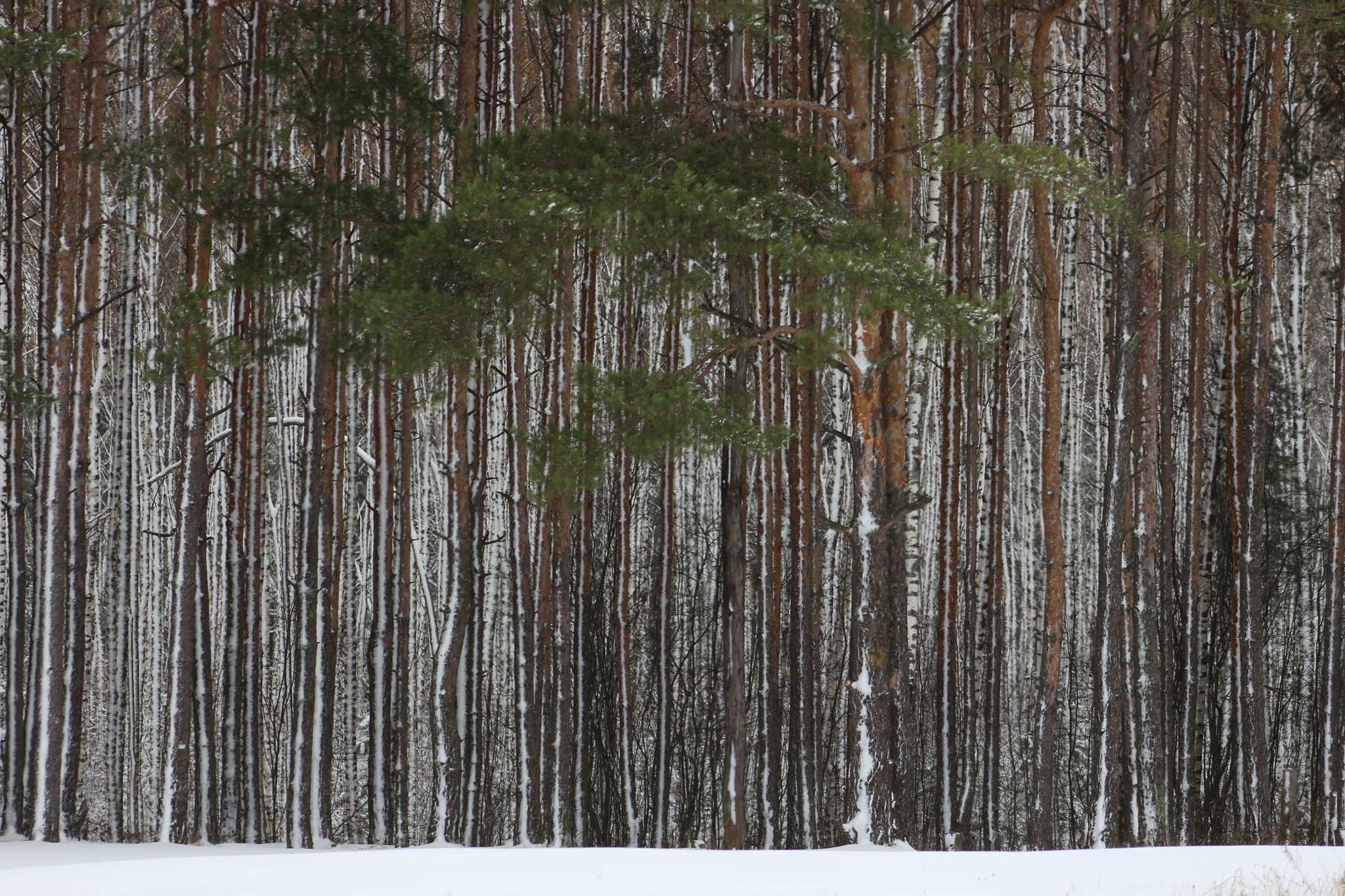 Canon EF 75-300mm f/4-5.6 USM sample photo. The november forest photography
