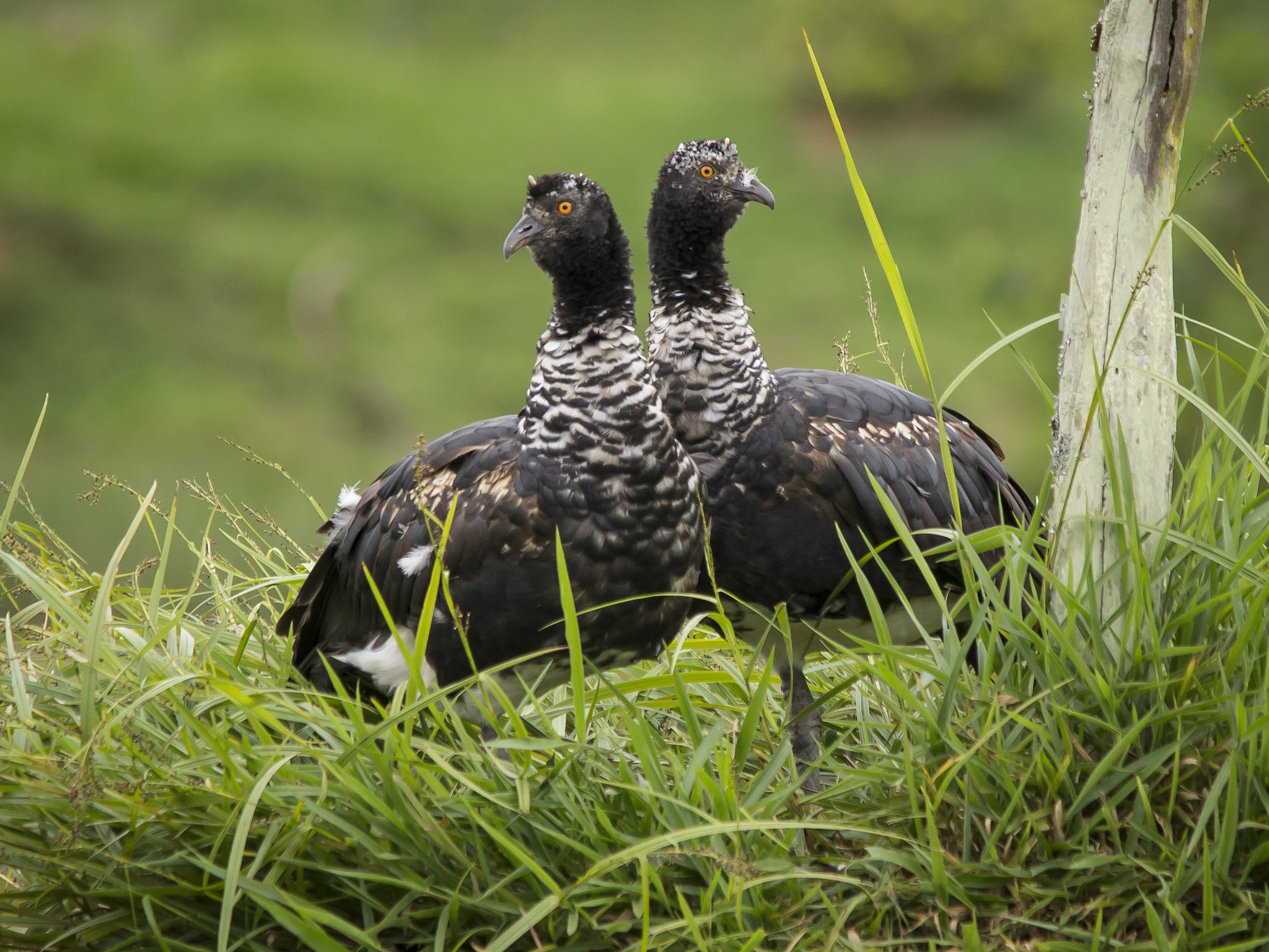 Sigma 150-500mm F5-6.3 DG OS HSM sample photo. Anhuma - (anhima cornuta) photography