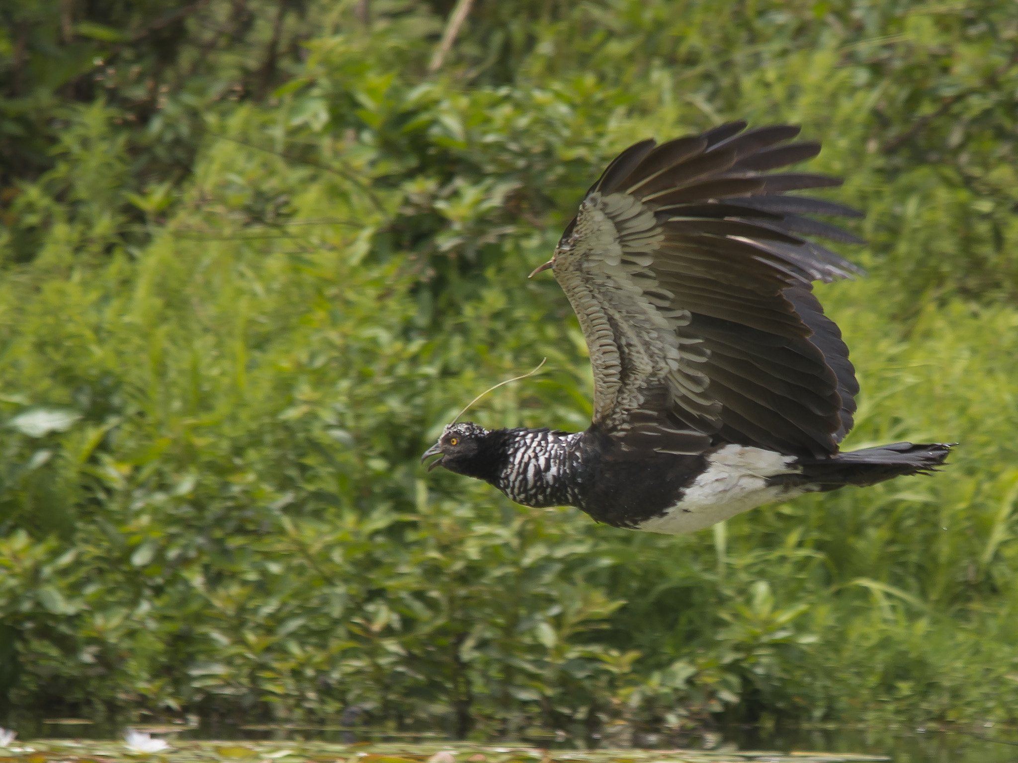 Sigma 150-500mm F5-6.3 DG OS HSM sample photo. Anhuma - (anhima cornuta) photography