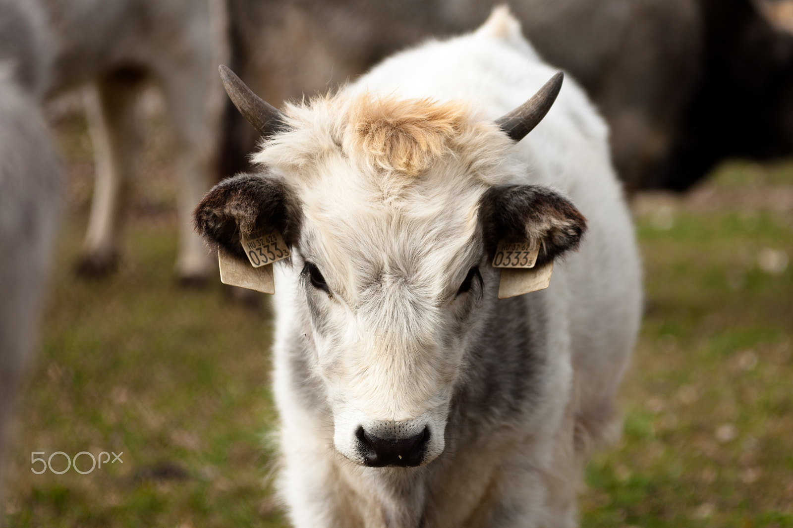 Canon EF 35-80mm f/4-5.6 sample photo. Calf portrait photography