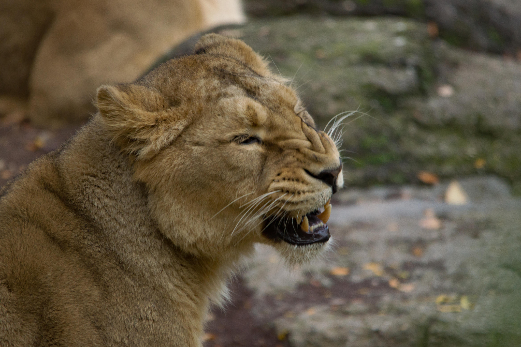 Sony SLT-A77 + Sigma 150-500mm F5-6.3 DG OS HSM sample photo. Lion photography