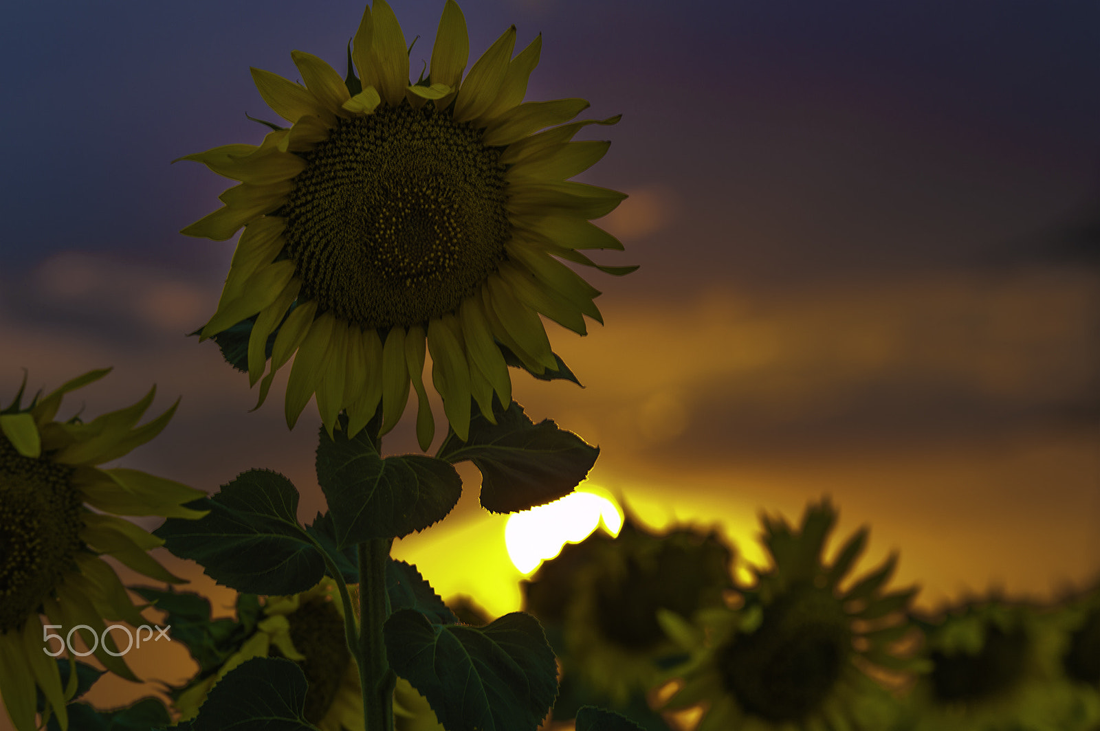 Sigma 70-200mm F2.8 EX DG OS HSM sample photo. The sun goes down photography