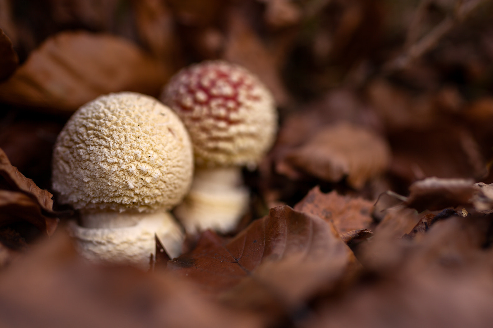 Canon EOS 5D Mark II + Tamron SP 45mm F1.8 Di VC USD sample photo. Amanita muscaria photography