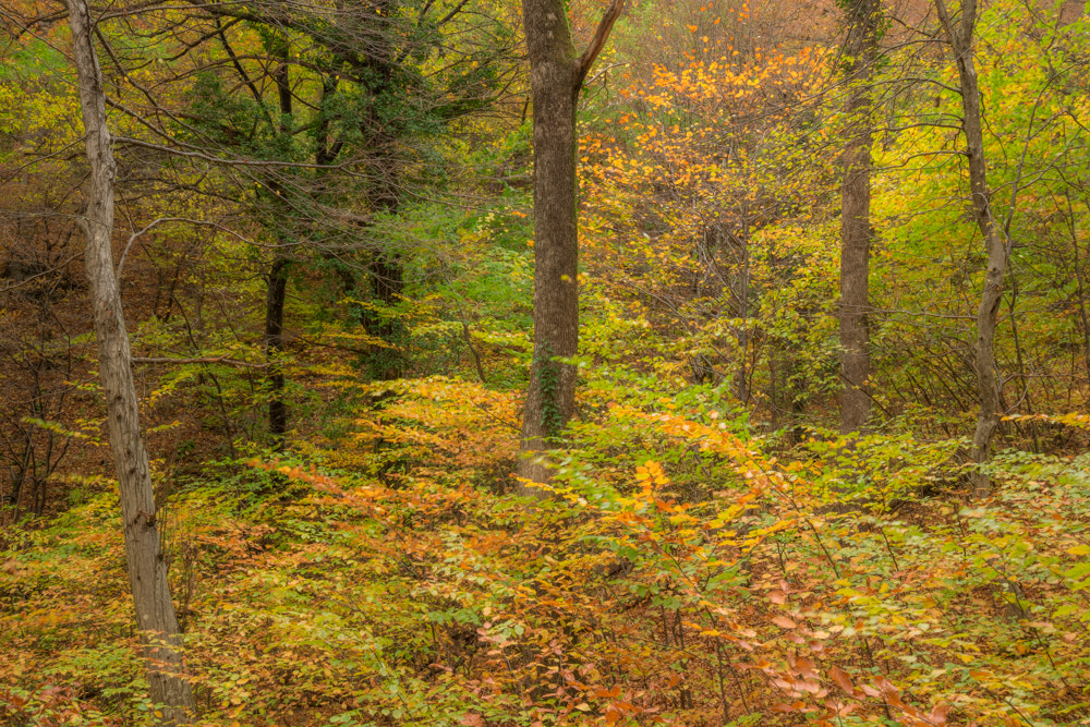 Nikon D3300 sample photo. Colors of autumn photography
