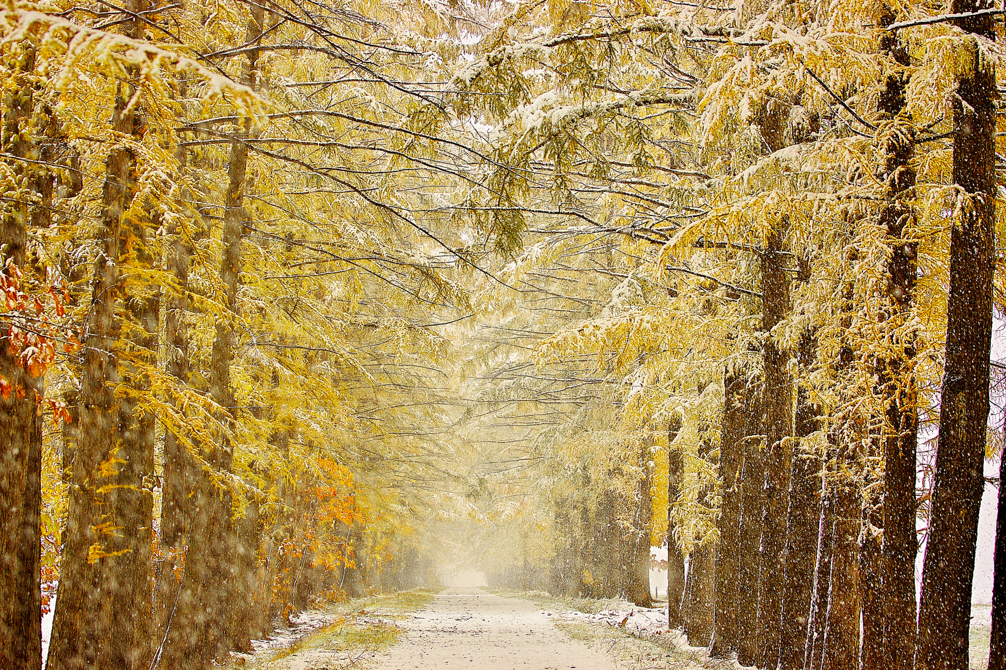 Sony SLT-A77 + 70-200mm F2.8 G SSM sample photo. Winter avenue 3 photography